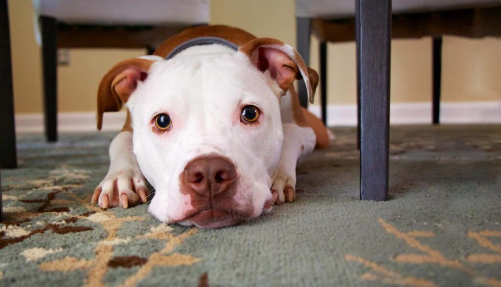 dog at animal hospital