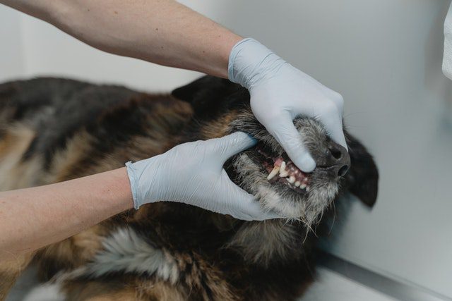 Pet dental check-up