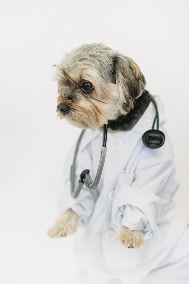 Dog Vet