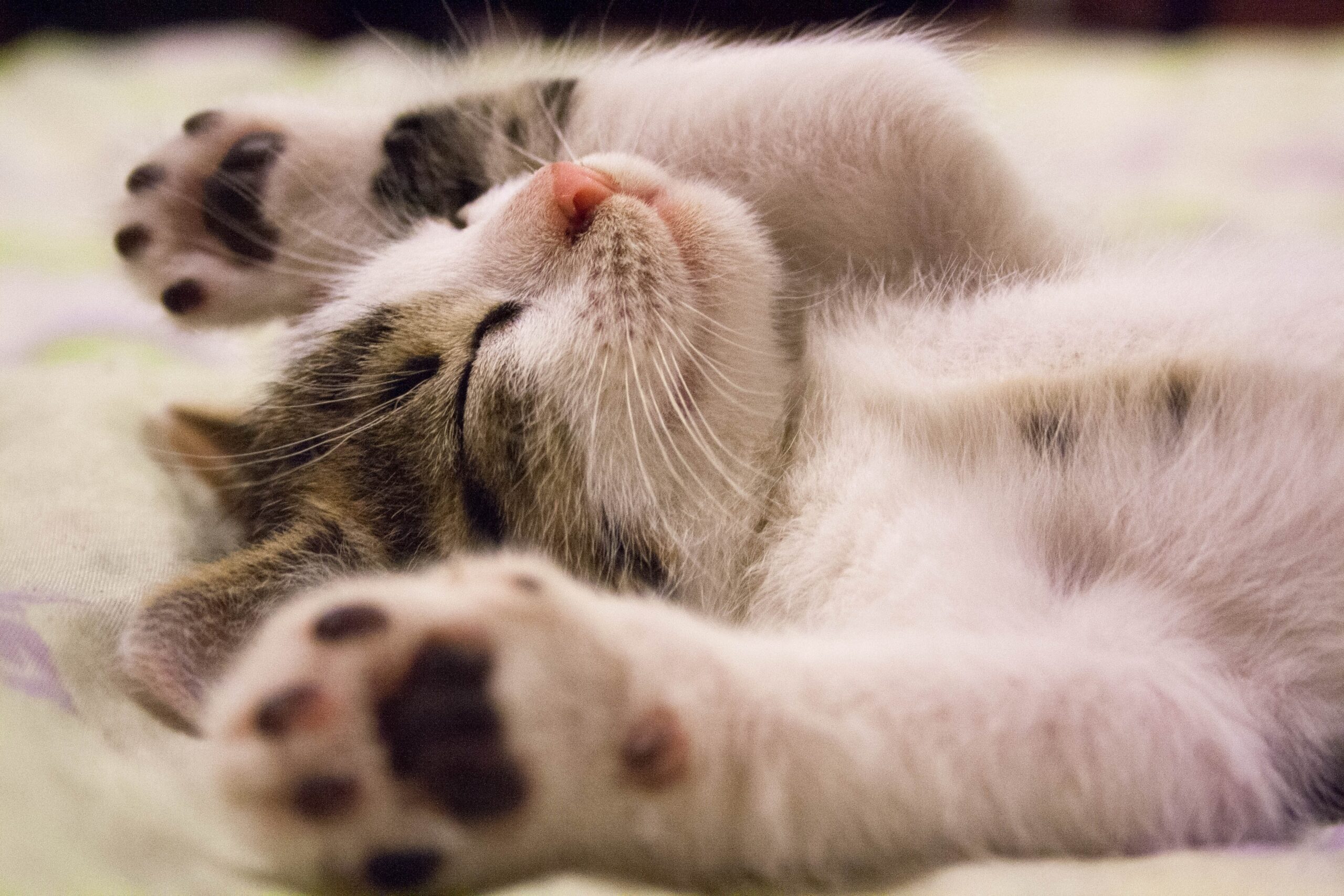 Cute cat sleeping