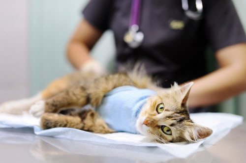 cat surgery procedure