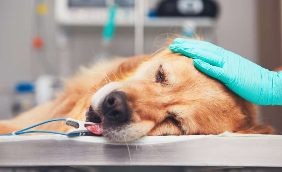 dog on anesthesia
