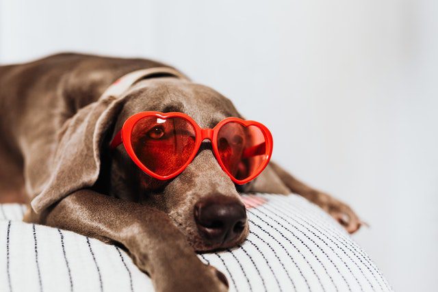 dog wearing eye glass