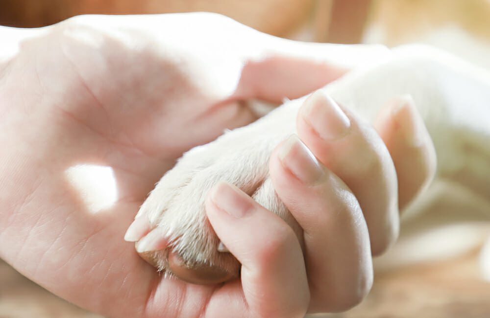 Pet end of life care