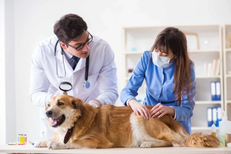help wanted vet assistant