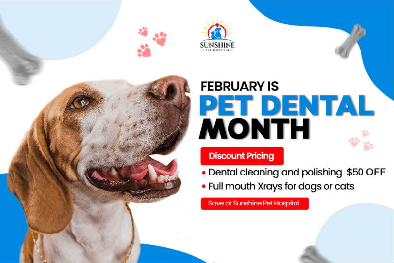 february is pet dental month