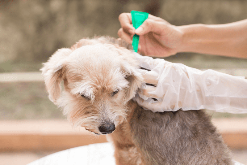 Tick and Fleas Prevention Sunshine Pet Hospital