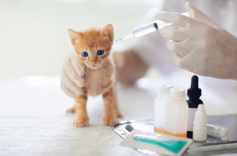 kitten at vet clinic shows no signs of cat vaccination side effects