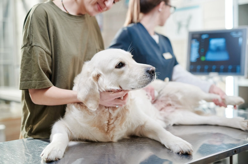 sick dog with high liver enzymes at veterinary clinic