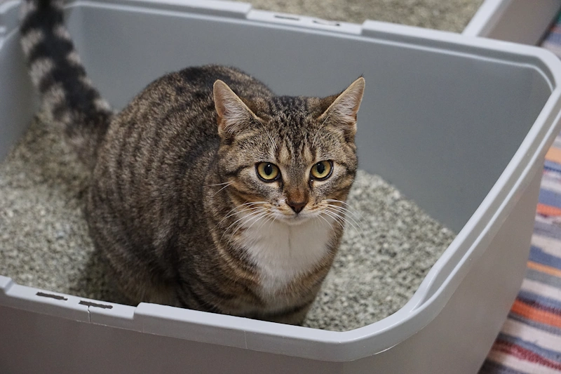 a cat sitting in the litter box