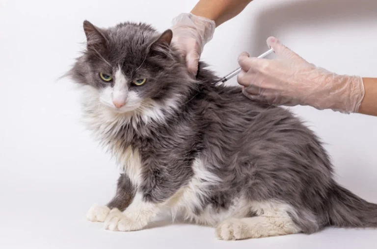 veterinary nurse giving pet vaccination