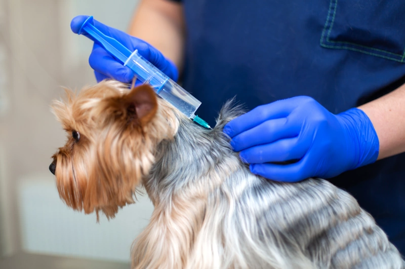 veterinarian vaccinates a dog for Immunization Awareness Month