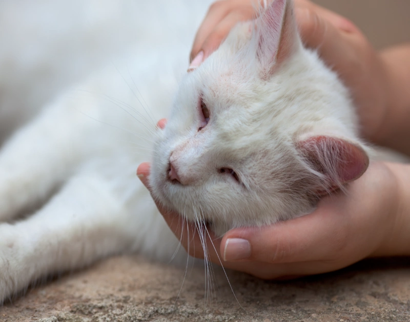 Helping hand to sick cat vomiting blood