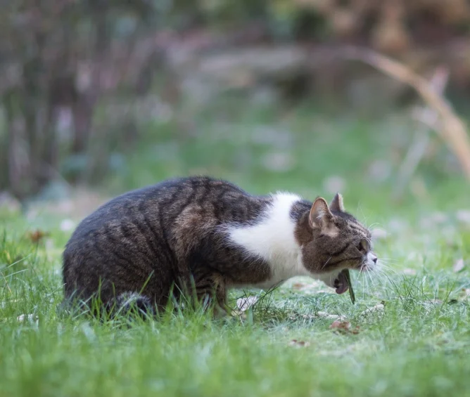 A cat about to vomit in a grass field