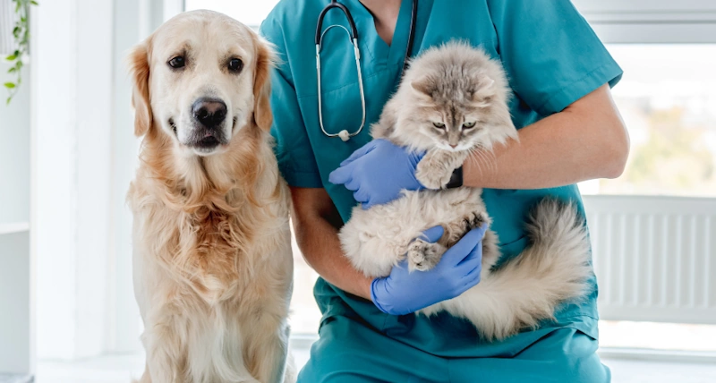 Emergency vet Aurora, IL, with dogs and cats at the clinic.