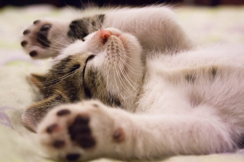 A cat sleeping symbolizing pet dermatology care