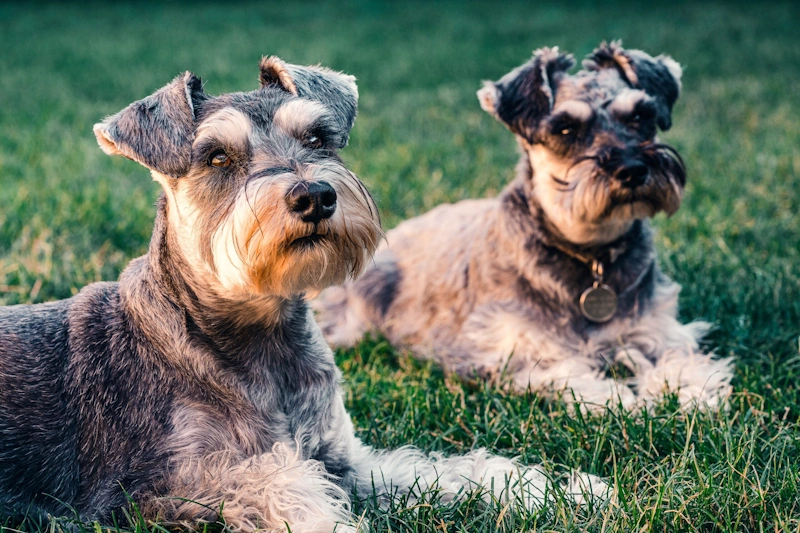 Two Schnauzer dogs lying on grass symbolizing pet dermatology care