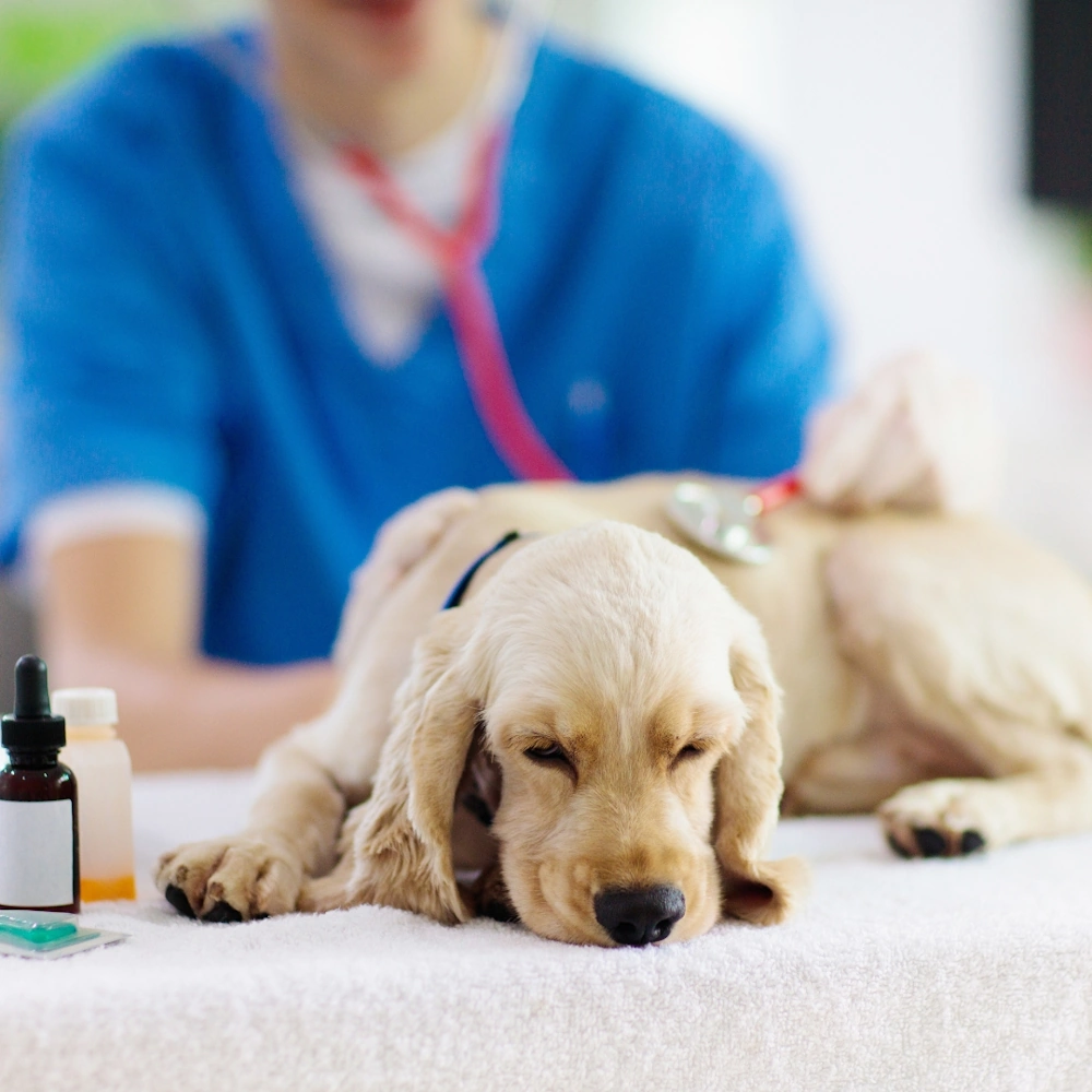 A puppy resting on a surface, with veterinarian Aurora IL nearby