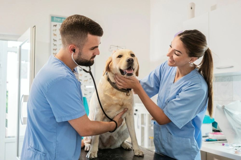 A veterinarian Aurora IL and nurse examining a Labrador Retriever in a veterinary clinic.