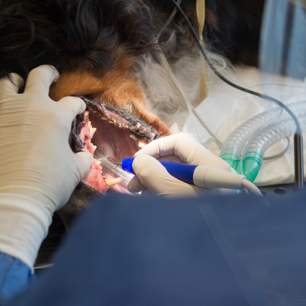 A veterinarian Aurora IL conducts a dog's dental procedure