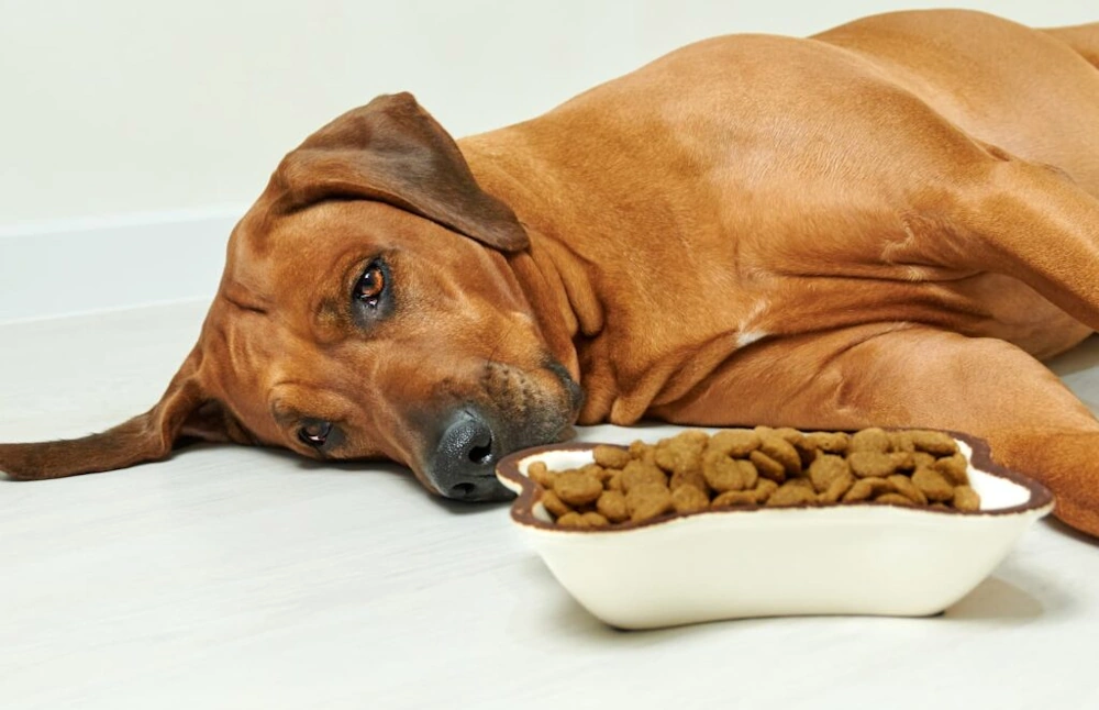 A brown dog experiencing dog digestive issues is lying on a floor near a bone-shaped bowl of kibble.