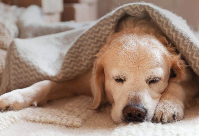 A dog nestled under a blanket, showing relief after treatment for dog digestive issues.