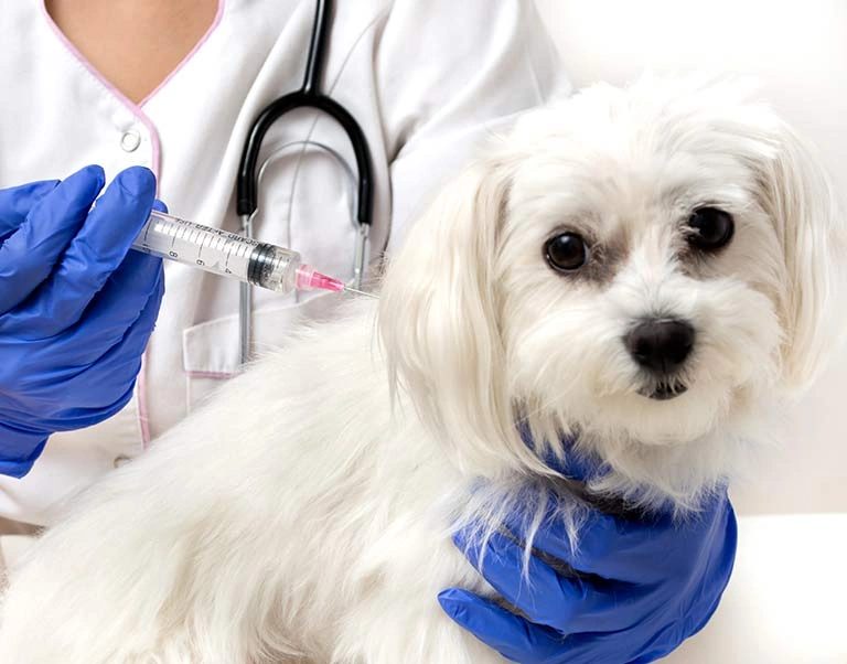Dog vaccination in progress representing what dog vaccines are required by law in Illinois