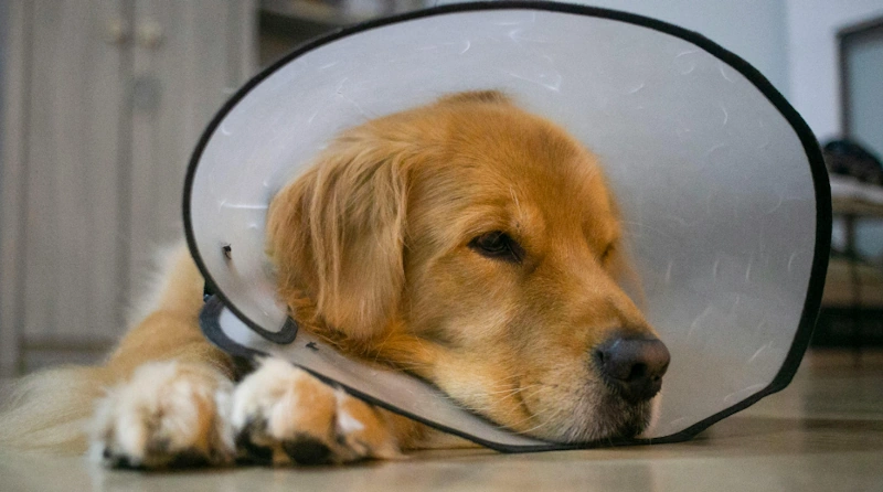 Sick dog wearing a protective cone, receiving care at an emergency veterinarian service clinic.