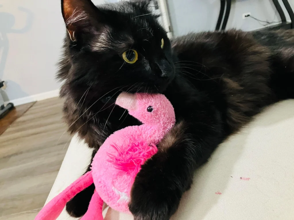 A cat holding a pink flamingo plush toy, available for cat adoption in Aurora, IL.