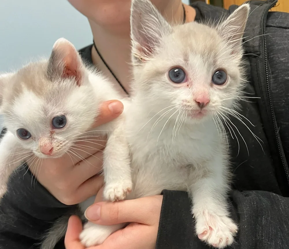Two small kittens being held by a person representing cat adoption in Aurora, IL.