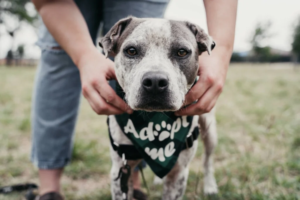 A dog wearing an "Adopt Me" bandana, being held gently by a volunteer at a dog rescue in Aurora, IL.