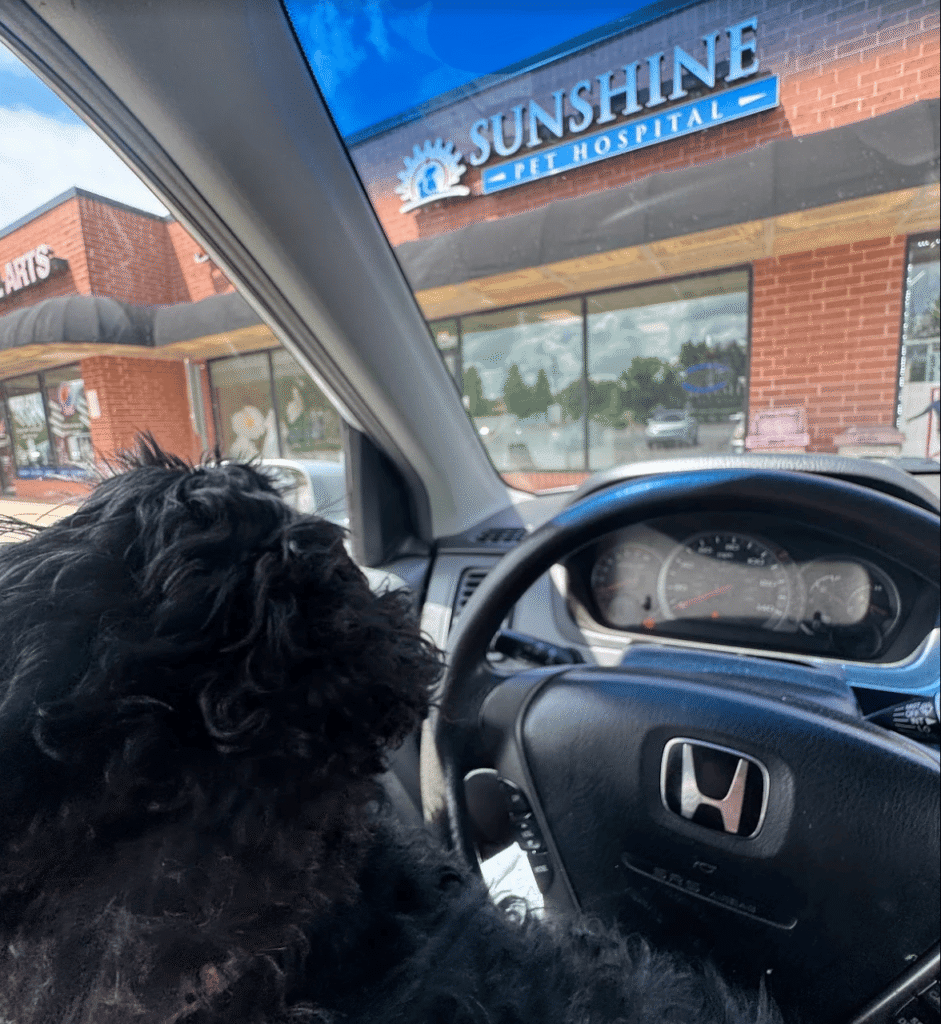 Dog arriving at one of the vet clinics in Aurora IL for an appointment
