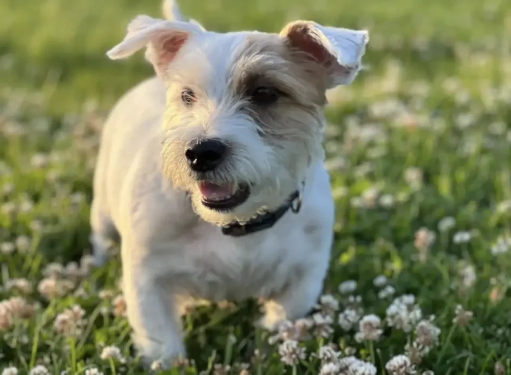Happy Jack Russell terrier running through a grass field with white clover, representing active and healthy pets in Aurora IL.