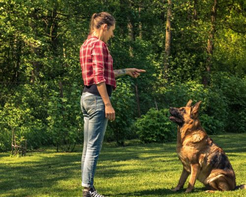 Woman and dog in grass, receiving dog training in Aurora IL.