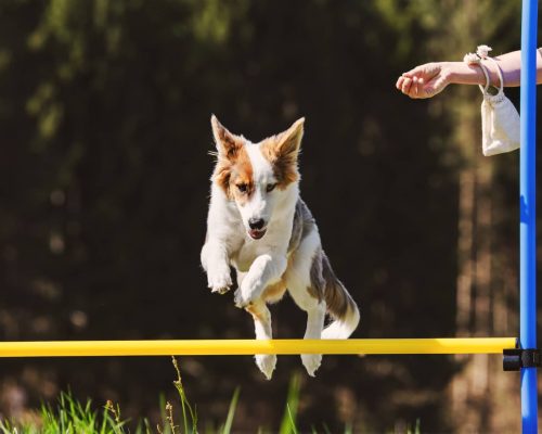 A dog leaps over a hurdle during dog training in Aurora, IL.