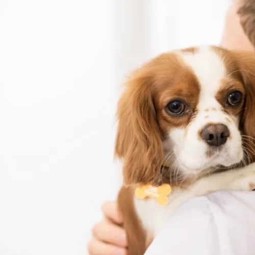 A healthy pet in Aurora IL, being gently held over a person's shoulder.