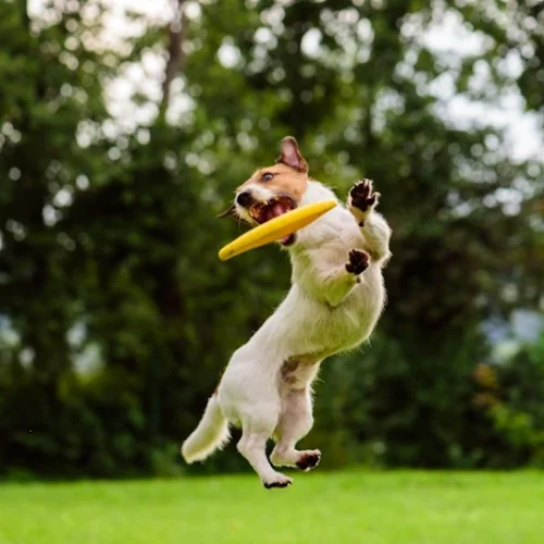 Dog catching a yellow frisbee in a park, highlighting outdoor fun for a healthy pet in Aurora IL.